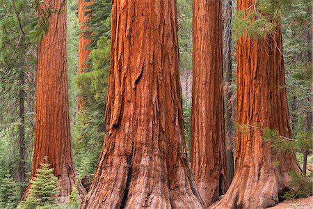 Bachelor and Three Graces Sequoia tress in Mariposa Grove, Yosemite National Park, UNESCO World Heritage Site, California, United States of America, North America Stock Photo - Rights-Managed, Code: 841-08279394