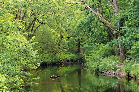 simsearch:841-05795956,k - Verdant summer foliage along the banks of the River Teign at Fingle Bridge, Dartmoor, Devon, England, United Kingdom, Europe Foto de stock - Con derechos protegidos, Código: 841-08279398