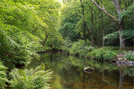 simsearch:841-08279472,k - Verdant summer foliage lines the banks of the River Teign at Fingle Bridge, Dartmoor, Devon, England, United Kingdom, Europe Stock Photo - Rights-Managed, Code: 841-08279434