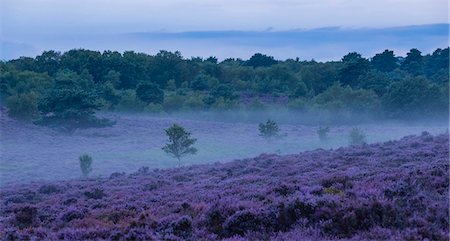 suffolk - Wonderful heather colours at Dunwich Heath, Suffolk, England, United Kingdom, Europe Stock Photo - Rights-Managed, Code: 841-08279478