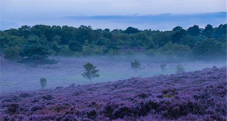 suffolk - Wonderful heather colours at Dunwich Heath, Suffolk, England, United Kingdom, Europe Fotografie stock - Rights-Managed, Codice: 841-08279478