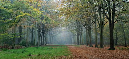 simsearch:841-09059963,k - Woodland scene from Felbrigg, Norfolk, England, United Kingdom, Europe Photographie de stock - Rights-Managed, Code: 841-08279472