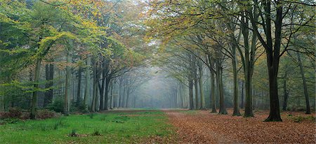 Woodland scene from Felbrigg, Norfolk, England, United Kingdom, Europe Photographie de stock - Rights-Managed, Code: 841-08279472
