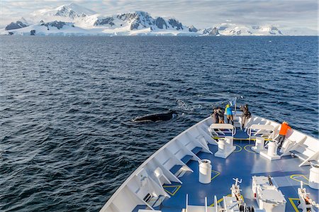 Humpback whale (Megaptera novaeangliae) off the bow of the Lindblad Expeditions ship National Geographic Orion, Cuverville Island, Antarctica, Polar Regions Photographie de stock - Rights-Managed, Code: 841-08357245