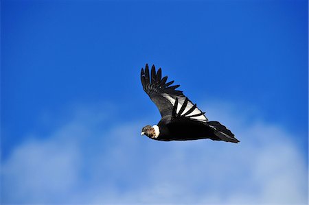Andean condor (Vultur Griphus) adult male, Patagonia, Argentina, South America Foto de stock - Con derechos protegidos, Código: 841-08357283