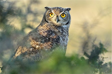 Great horned owl (Bubus Virginianus nacurutu), Patagonia, Argentina, South America Photographie de stock - Rights-Managed, Code: 841-08357295
