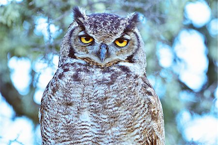 Great horned owl (Bubus Virginianus nacurutu), Patagonia, Argentina, South America Foto de stock - Con derechos protegidos, Código: 841-08357292