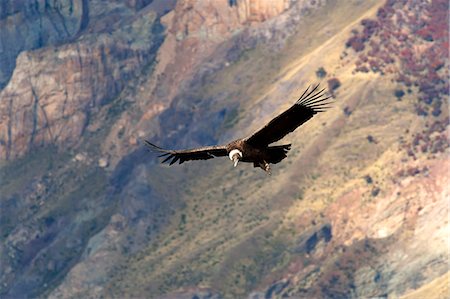 Andean Condor (Vultur Gryphus) juvenile female, Santa Cruz, Patagonia, Argentina, South America Stock Photo - Rights-Managed, Code: 841-08357306