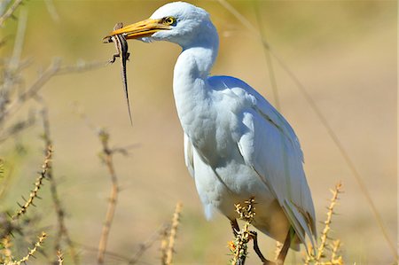 Cattle egret (Bubuctus Ibis) hunting a lizard, Patagonia, Argentina, South America Photographie de stock - Rights-Managed, Code: 841-08357307