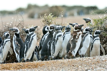 Magellanic penguin (Spheniscus Magellanicus), Patagonia, Argentina, South America Foto de stock - Con derechos protegidos, Código: 841-08357308