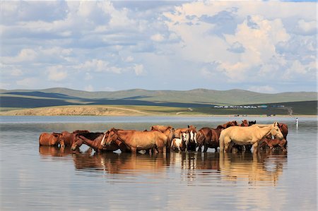 puledro - Herd of horses and foals cool off by standing in a lake in summer, Arkhangai, Central Mongolia, Central Asia, Asia Fotografie stock - Rights-Managed, Codice: 841-08357325