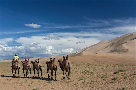 Bactrian camel train along base of huge sand dunes, blue skies on a summer evening, Khongoryn Els, Gobi Desert, Mongolia, Central Asia, Asia Stockbilder - Lizenzpflichtiges, Bildnummer: 841-08357320