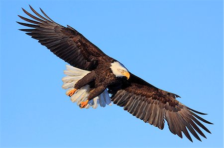 Bald eagle, Alaska, United States of America, North America Photographie de stock - Rights-Managed, Code: 841-08357464