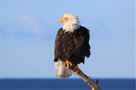 eagle - Bald eagle, Kenai Peninsula, Alaska, United States of America, North America Stock Photo - Rights-Managed, Code: 841-08357466