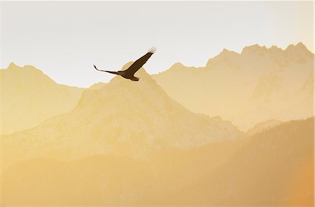 single mountain silhouette - Bald eagle, Kenai Peninsula, Alaska, United States of America, North America Stock Photo - Rights-Managed, Code: 841-08357463