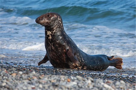 Grey seal, Helgoland-Duene, Germany, Europe Stockbilder - Lizenzpflichtiges, Bildnummer: 841-08357475