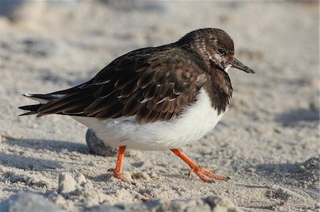 simsearch:632-05759994,k - Ruddy turnstone on sandy beach, Germany, Europe Stock Photo - Rights-Managed, Code: 841-08357478