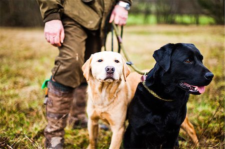 Gun dogs, Buckinghamshire, England, United Kingdom, Europe Foto de stock - Con derechos protegidos, Código: 841-08357536