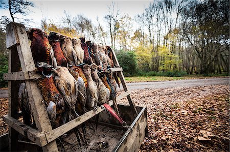 dead - Pheasants, Oxfordshire, England, United Kingdom, Europe Foto de stock - Con derechos protegidos, Código: 841-08357548