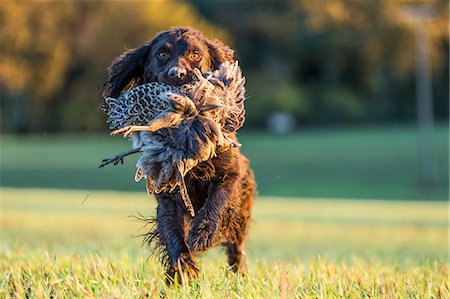 Gun dog with pheasant, Buckinghamshire, England, United Kingdom, Europe Stock Photo - Rights-Managed, Code: 841-08357543