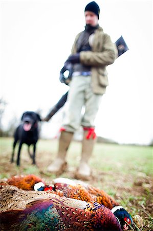 faisan - Pheasant and gun and gun dog, Oxfordshire, England, United Kingdom, Europe Photographie de stock - Rights-Managed, Code: 841-08357553