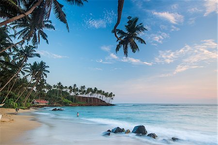 palm cove - Mirissa, Sri Lanka, Asia Fotografie stock - Rights-Managed, Codice: 841-08357565