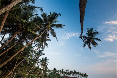 Palm trees, Mirissa, Sri Lanka, Asia Photographie de stock - Rights-Managed, Code: 841-08357566