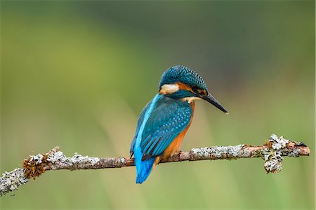 Kingfisher (Alcedo atthis), United Kingdom, Europe Foto de stock - Con derechos protegidos, Código: 841-08357621
