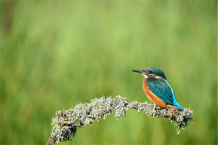 posarse - Kingfisher (Alcedo atthis), United Kingdom, Europe Foto de stock - Con derechos protegidos, Código: 841-08357622