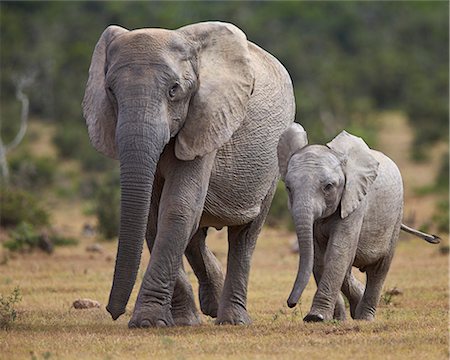safari animal - African elephant (Loxodonta africana) adult and young, Addo Elephant National Park, South Africa, Africa Stock Photo - Rights-Managed, Code: 841-08357623