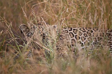 Leopard (Panthera pardus) hiding in tall grass, Kruger National Park, South Africa, Africa Foto de stock - Con derechos protegidos, Código: 841-08357643