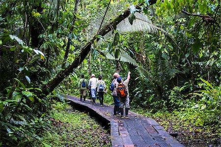 Amazon Jungle walkway at Sacha Lodge, Coca, Ecuador, South America Foto de stock - Direito Controlado, Número: 841-08421055