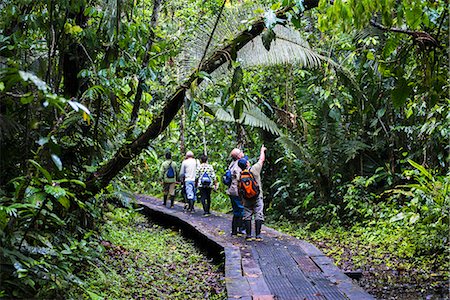 simsearch:855-06313253,k - Amazon Jungle walkway at Sacha Lodge, Coca, Ecuador, South America Stockbilder - Lizenzpflichtiges, Bildnummer: 841-08421055