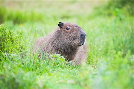 simsearch:841-09135115,k - Capybara (Hydrochoerus hydrochaeris), Ibera Wetlands (Ibera Marshes), a marshland area in Corrientes Province, Argentina, South America Photographie de stock - Rights-Managed, Code: 841-08421109