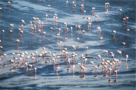 simsearch:841-06805706,k - Flamingos at Laguna Colorada (Red Lagoon), a salt lake in the Altiplano of Bolivia in Eduardo Avaroa Andean Fauna National Reserve, Bolivia, South America Stockbilder - Lizenzpflichtiges, Bildnummer: 841-08421113