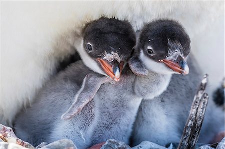 Gentoo penguin (Pygoscelis papua) adult on nest with young chicks on Cuverville Island, Antarctica, Polar Regions Foto de stock - Con derechos protegidos, Código: 841-08421151