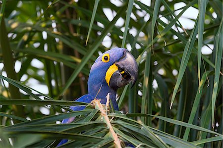 Hyacinth macaw (Anodorhynchus hyacinthinus) eating nuts, Pantanal, Mato Grosso, Brazil, South America Foto de stock - Con derechos protegidos, Código: 841-08421161