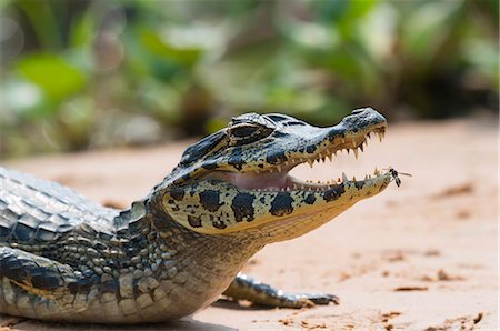 simsearch:841-09135103,k - Young Yacare caiman (Caiman yacare), Cuiaba river, Pantanal, Brazil, South America Photographie de stock - Rights-Managed, Code: 841-08421163