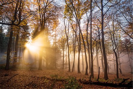 Golden rays cutting through a misty forest, Heidelberg area, Baden-Wurttemberg, Germany, Europe Foto de stock - Con derechos protegidos, Código: 841-08421183