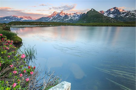 simsearch:6119-09182475,k - Rhododendrons surround Peak Suretta reflected in Lake Andossi at sunrise, Chiavenna Valley, Valtellina, Lombardy, Italy, Europe Photographie de stock - Rights-Managed, Code: 841-08421199