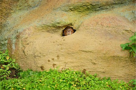 simsearch:841-08421407,k - Water vole (Arvicola amphibius), Devon, England, United Kingdom, Europe Stock Photo - Rights-Managed, Code: 841-08421234