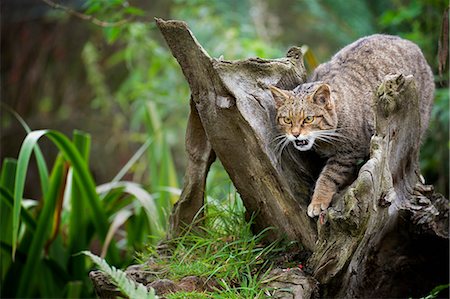 Scottish wildcat (Felix silvestris), Devon, England, United Kingdom, Europe Photographie de stock - Rights-Managed, Code: 841-08421236