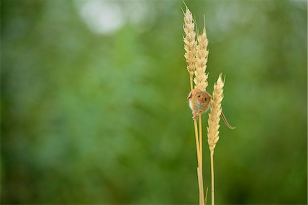 ratón - Harvest Mouse (Micromys minutus), Devon, England, United Kingdom, Europe Foto de stock - Con derechos protegidos, Código: 841-08421238