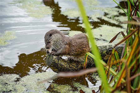 Otter, (Lutra lutra), Devon, United Kingdom, Europe Photographie de stock - Rights-Managed, Code: 841-08421239