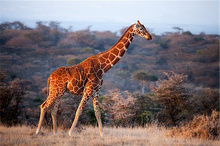 safari animals not people not illustrations - Giraffe, Kenya, East Africa, Africa Stock Photo - Rights-Managed, Code: 841-08421297