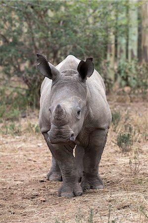 simsearch:841-08357632,k - Ithuba, white rhino calf (Ceratotherium simum) orphaned by poaching, Thula Thula Rhino Orphanage, KwaZulu-Natal, South Africa, Africa Stock Photo - Rights-Managed, Code: 841-08421387