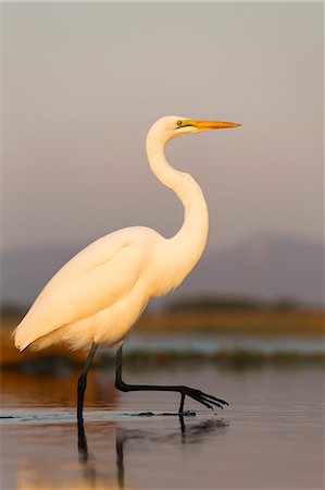 Great egret (Ardea alba), Zimanga private game reserve, KwaZulu-Natal, South Africa, Africa Stock Photo - Rights-Managed, Code: 841-08421396