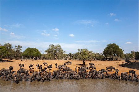 simsearch:841-03673534,k - Common (blue) wildebeest (gnu) (Connochaetes taurinus) at water, Mkhuze game reserve, KwaZulu-Natal, South Africa,Africa Photographie de stock - Rights-Managed, Code: 841-08421399