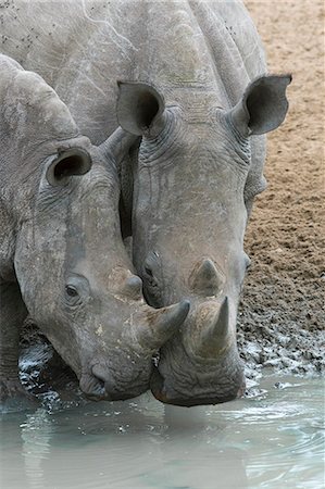 simsearch:841-09108177,k - White rhinos (Ceratotherium simum) drinking, Mkhuze game reserve, KwaZulu-Natal, South Africa, Africa Foto de stock - Con derechos protegidos, Código: 841-08421392