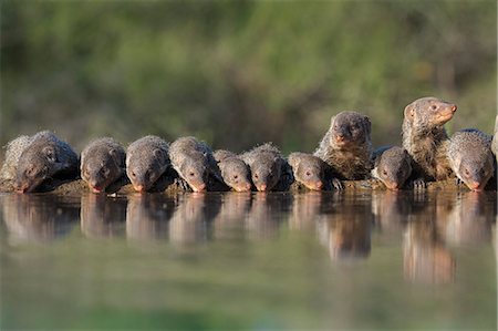 simsearch:841-08421398,k - Banded mongoose (Mungos mungo) drinking, Zimanga private game reserve, KwaZulu-Natal, South Africa, Africa Foto de stock - Con derechos protegidos, Código: 841-08421405